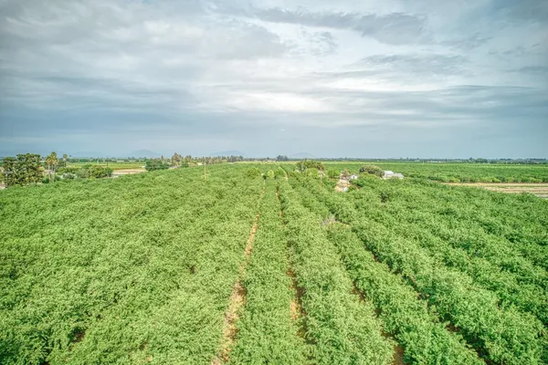 a view of a field of grass and trees