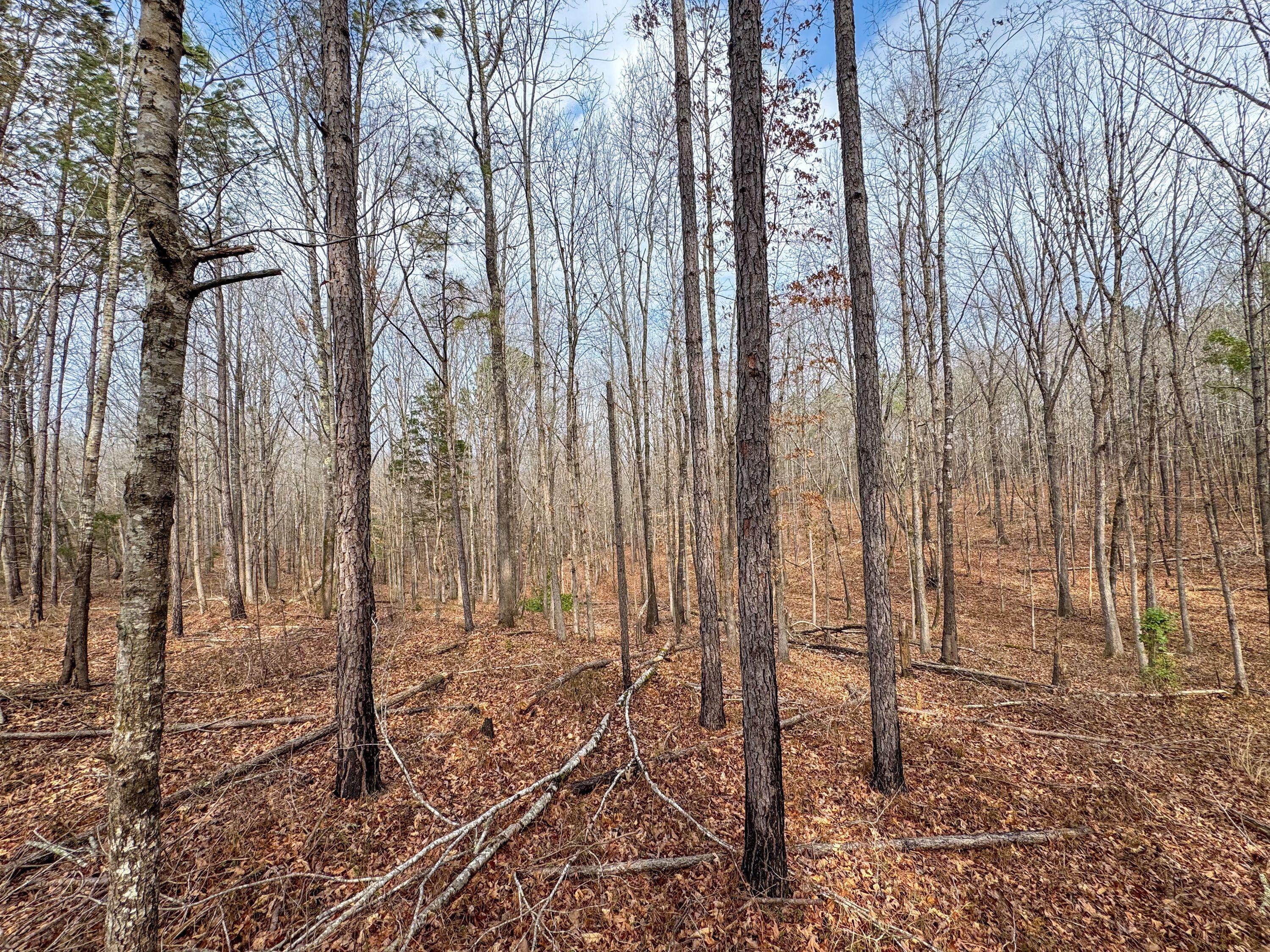731 Wright Road Tremont, MS 38876 - Photo 72 of 76 Gallery Image 72