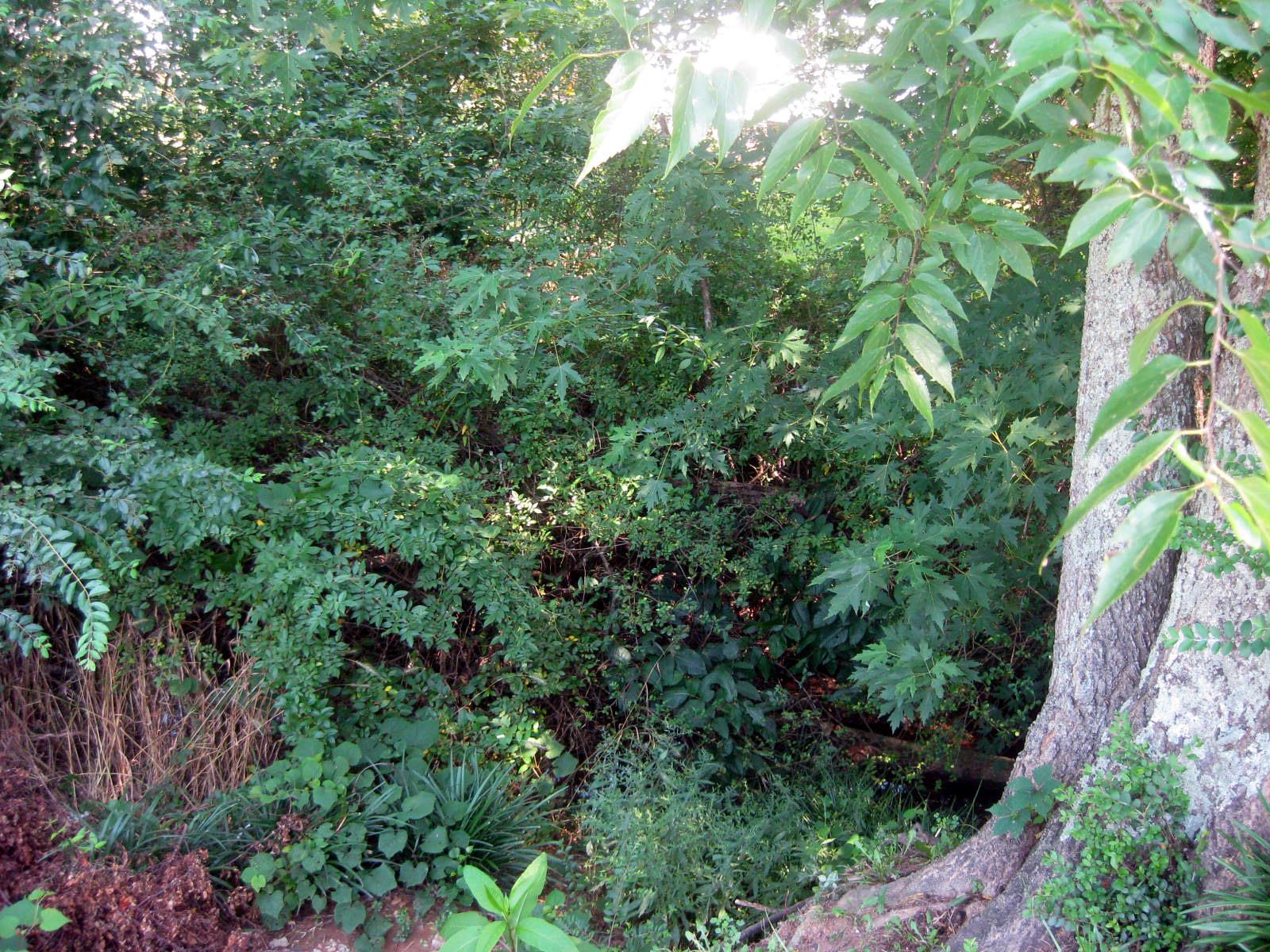 300 Rachel Road Pulaski, TN 38478 - Photo 5 of 28 Creek and trees, etc in the back of home