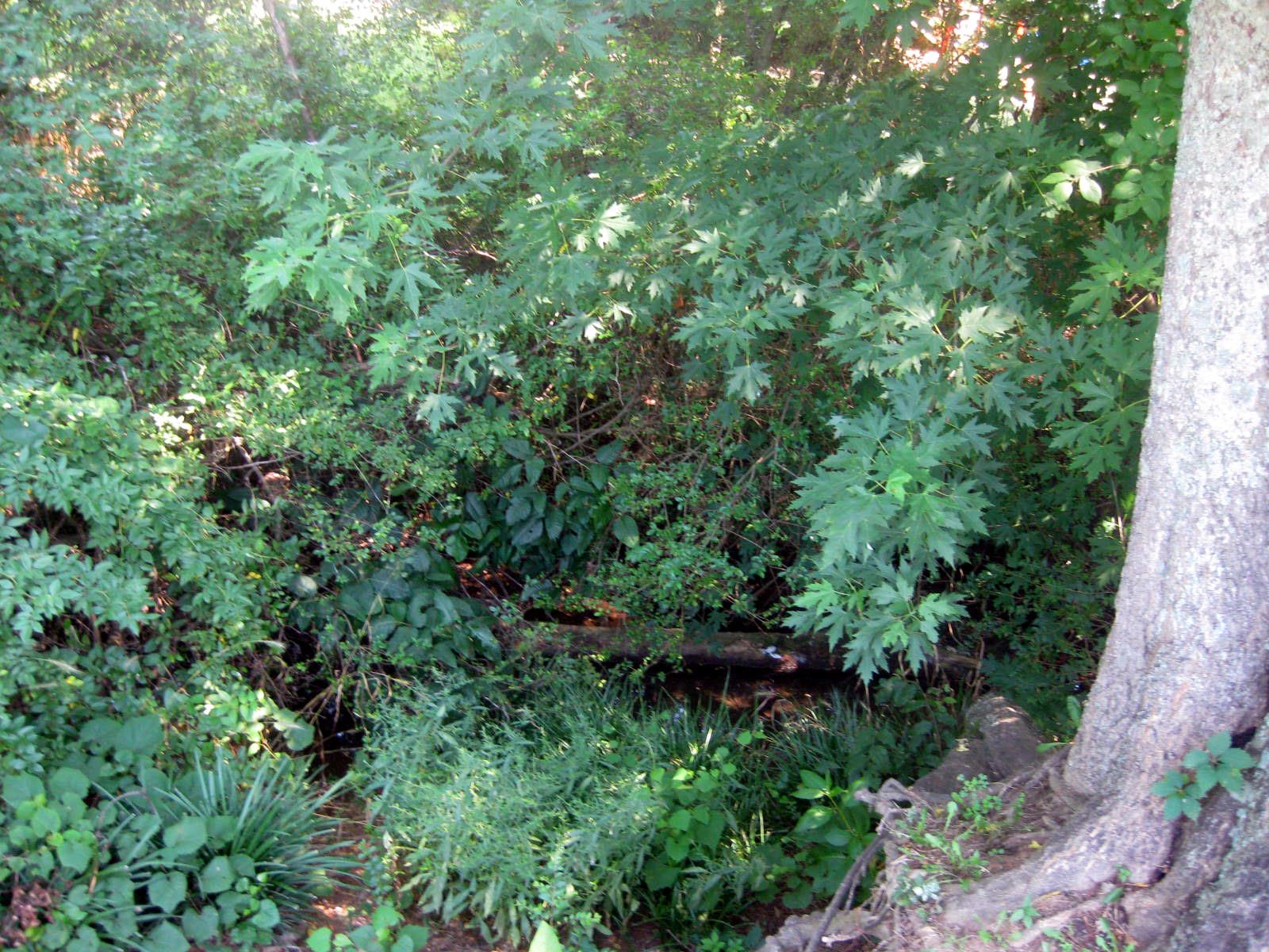 300 Rachel Road Pulaski, TN 38478 - Photo 7 of 28 Another view of creek