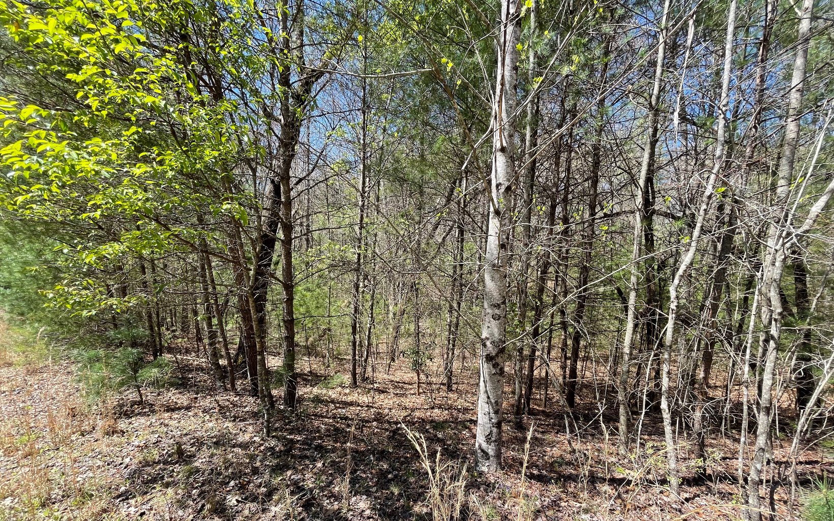 22-ac Valley Branch Road Blue Ridge, GA 30513 - Photo 67 of 74 Additional View