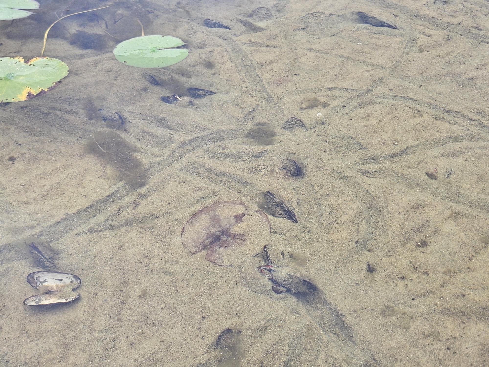 P/0-m20l19 Carter Hill Road Fryeburg, ME 04037 - Photo 7 of 21 clear water & mussel trails