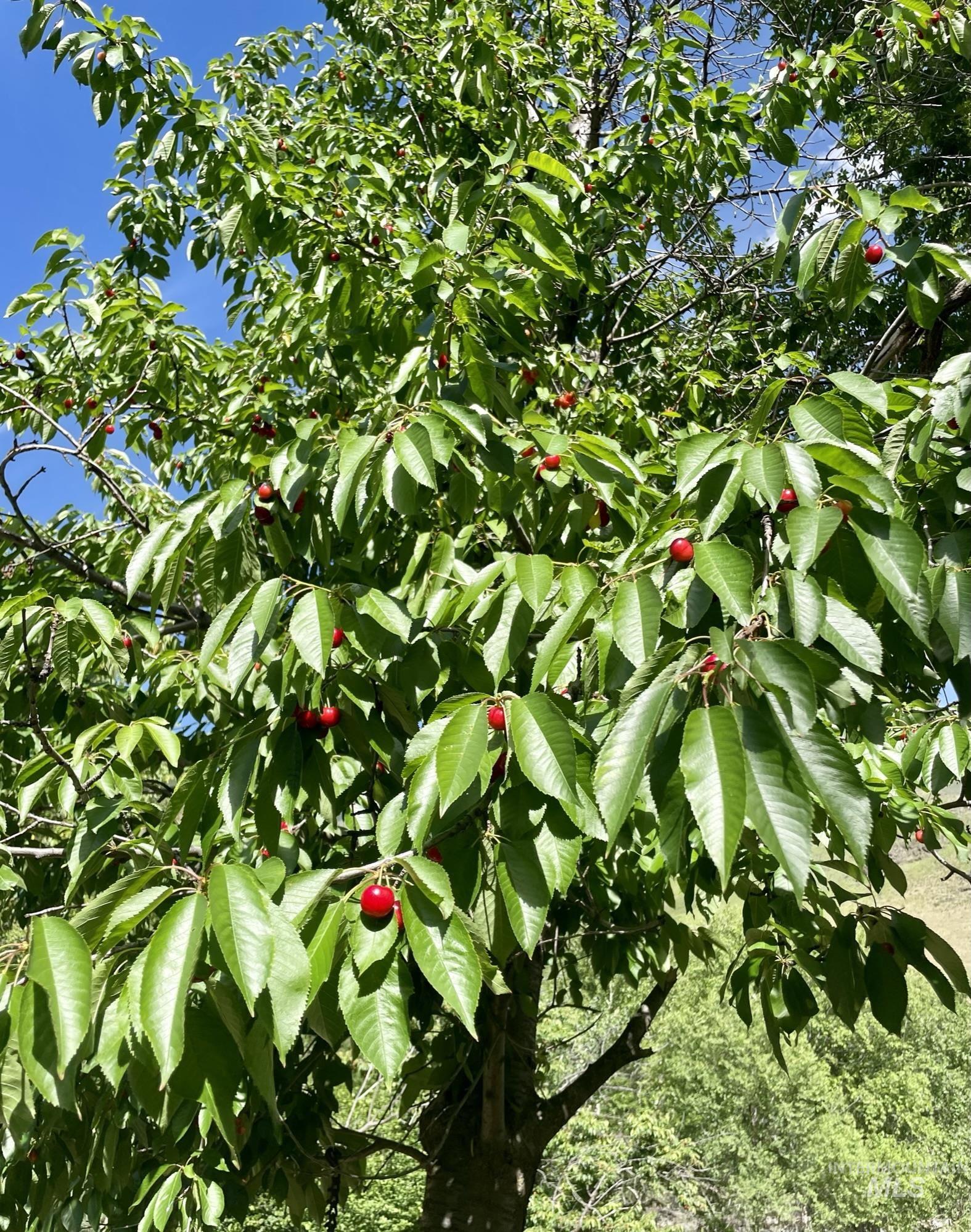 532 Old Pollock Road Riggins, ID 83549 - Photo 5 of 25 Exterior view