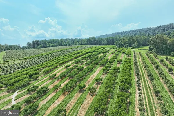 a view of a yard with an trees