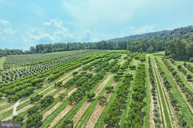 a view of a yard with an trees