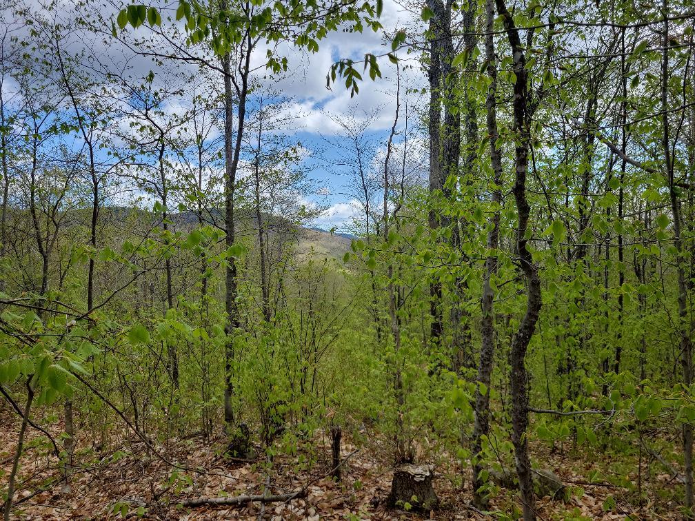 Lot 11 Swift River Road Byron, ME 04275 - Photo 60 of 72 photo_fb017943-8e80-4118-b098-7c9bf65f9e