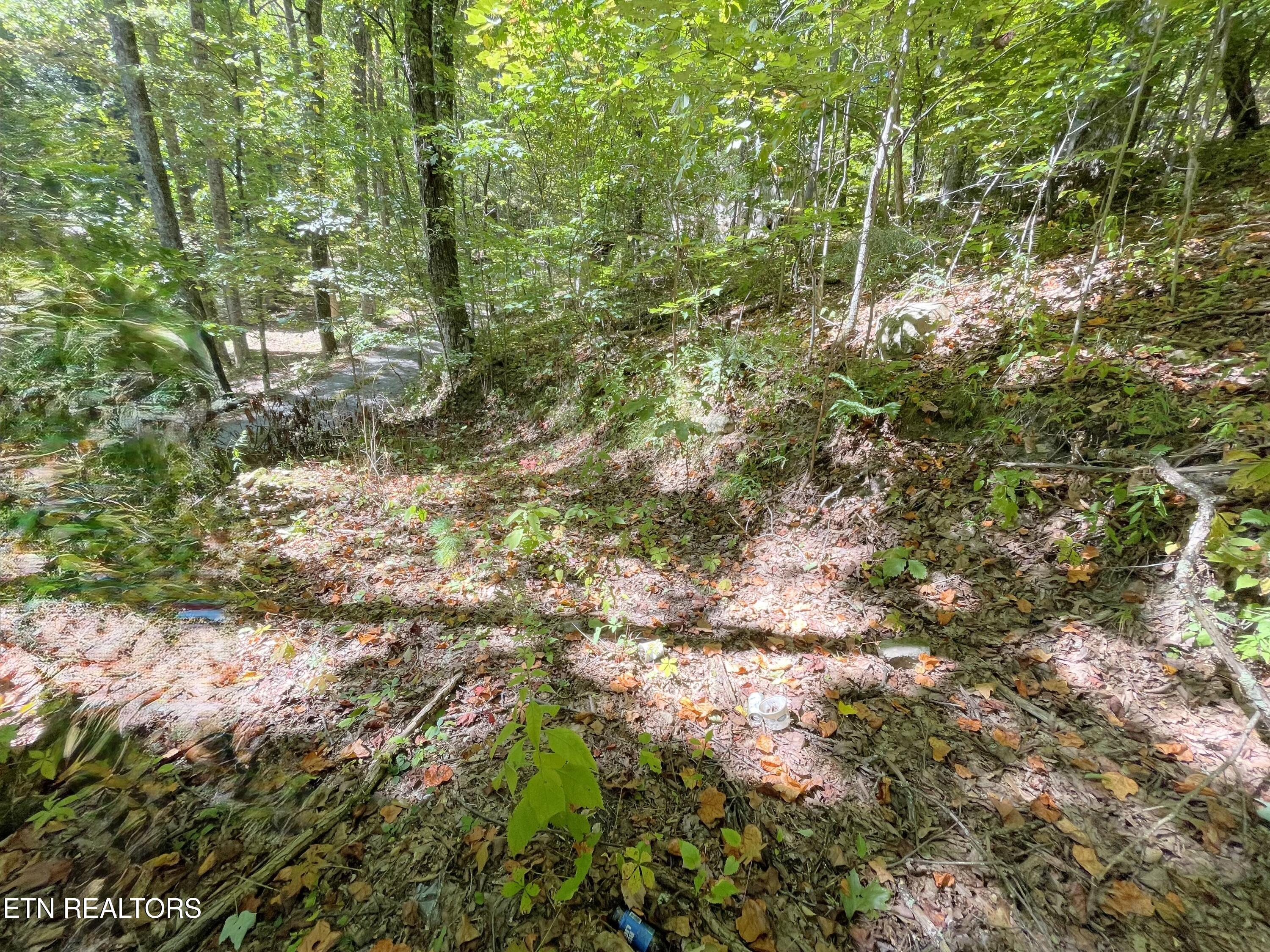 Bluff Mountain Road Sevierville, TN 37876 - Photo 5 of 11 IMG_9892 (1)