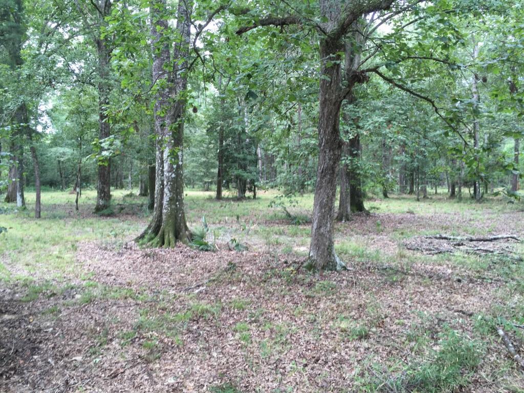32307-32267 Lower Rome Road Springfield, LA 70462 - Photo 3 of 12