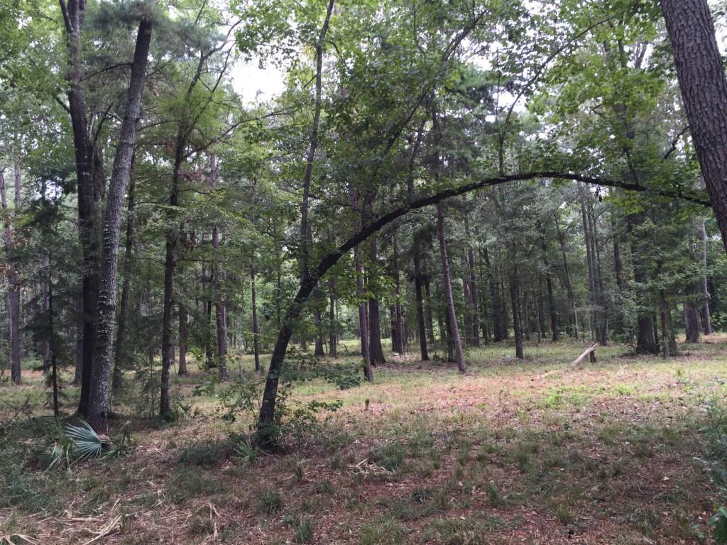 32307-32267 Lower Rome Road Springfield, LA 70462 - Photo 6 of 12