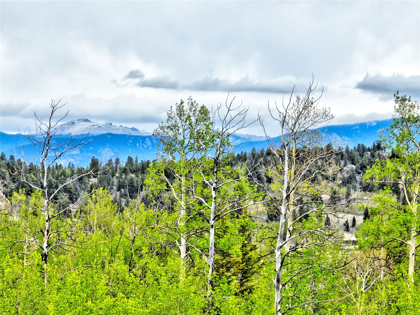 71 Mallard Road Como, CO 80432 - Photo 13 of 16 a view of a yard