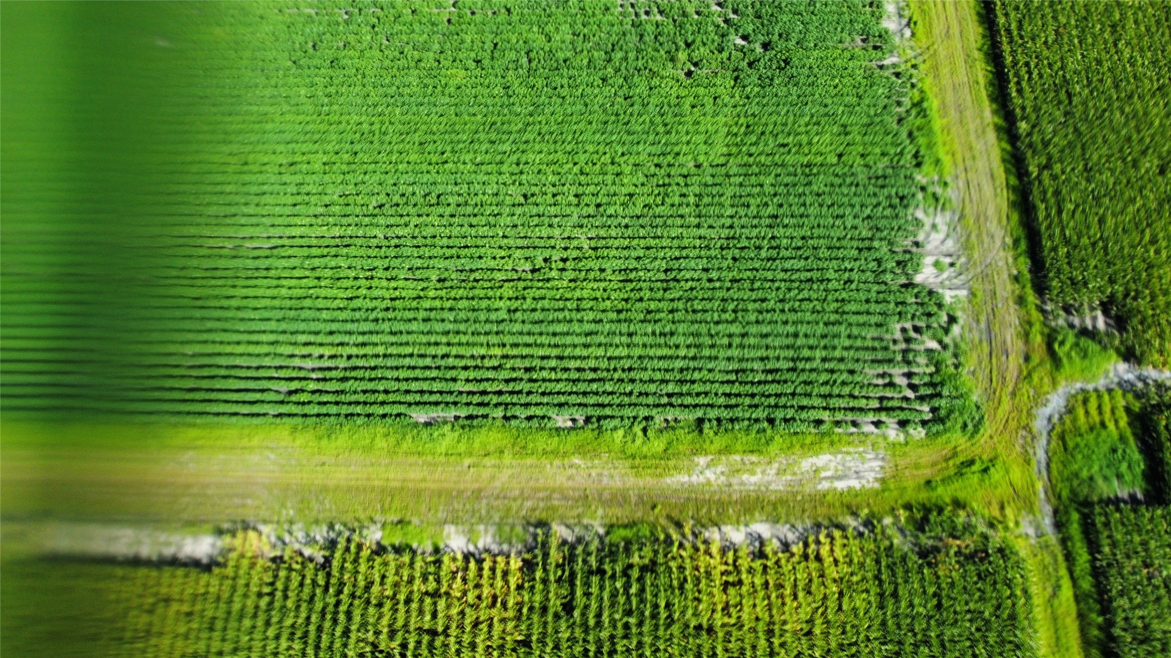 0 Williams School Road Needville, TX 77461 - Photo 4 of 8 a green field with lots of green space