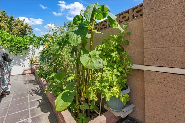 a close up of a flower in a garden