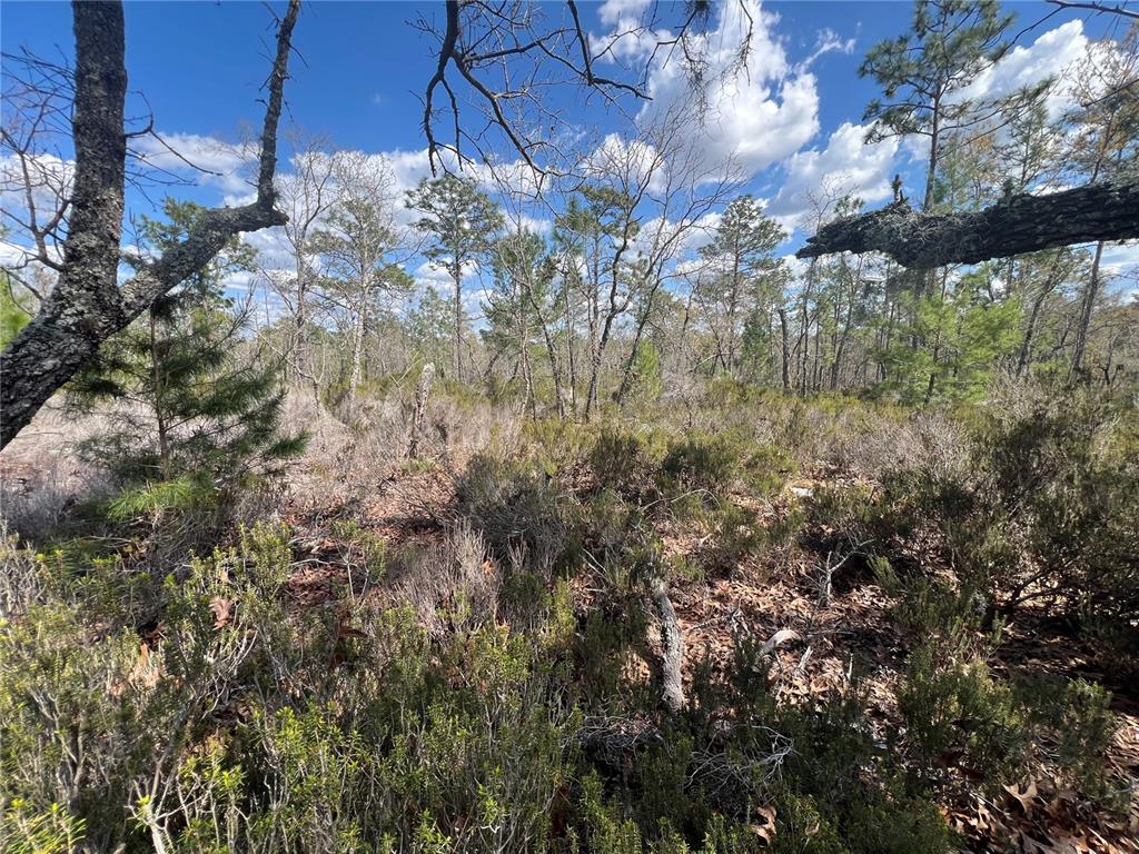 131 Quail Way Hawthorne, FL 32640 - Photo 1 of 7 a view of a forest