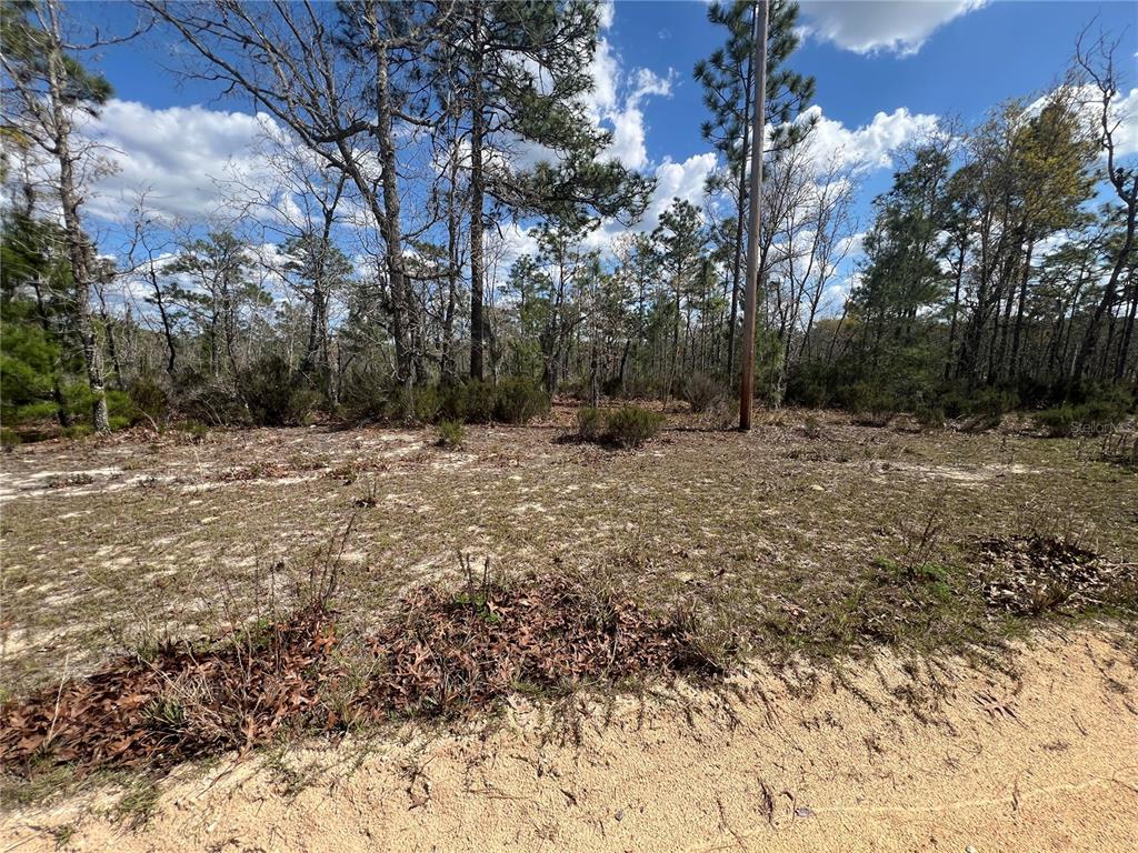 131 Quail Way Hawthorne, FL 32640 - Photo 6 of 7 a view of a yard with trees