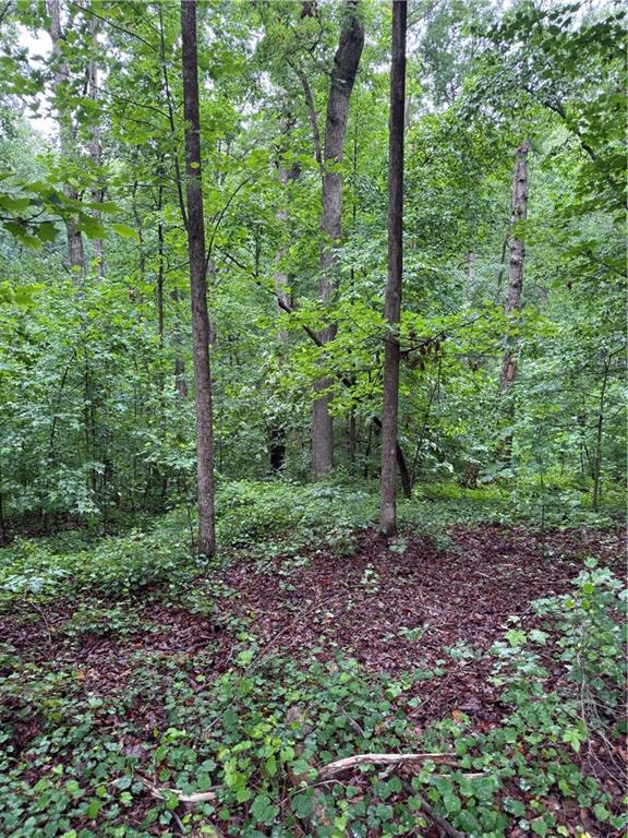 0 Scales Creek Road Homer, GA 30547 - Photo 11 of 13 a view of a forest that has large trees