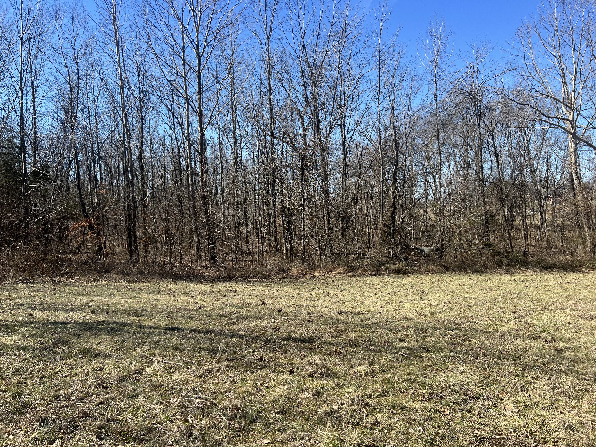 7 Marion Road Princeton, KY 42445 - Photo 3 of 7 a view of a yard with an trees