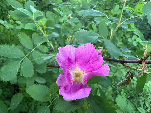 1141 South Oak Leaf Lane Springville, UT 84663 - Photo 142 of 147 Vibrant pink blossom with yellow stamen surrounded by lush green foliage and thorny stems