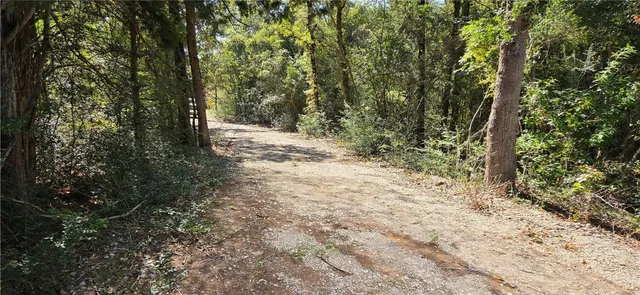 a view of a forest with trees in the background