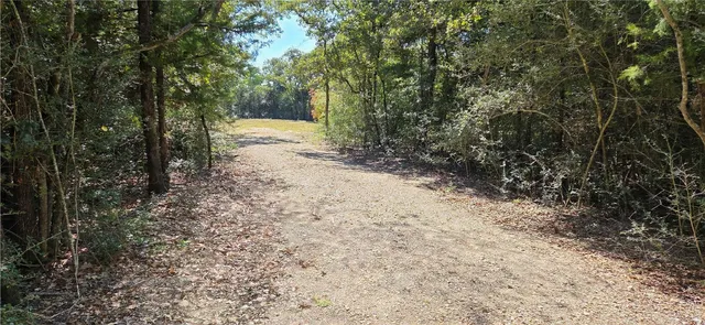 a view of a forest with trees in the background