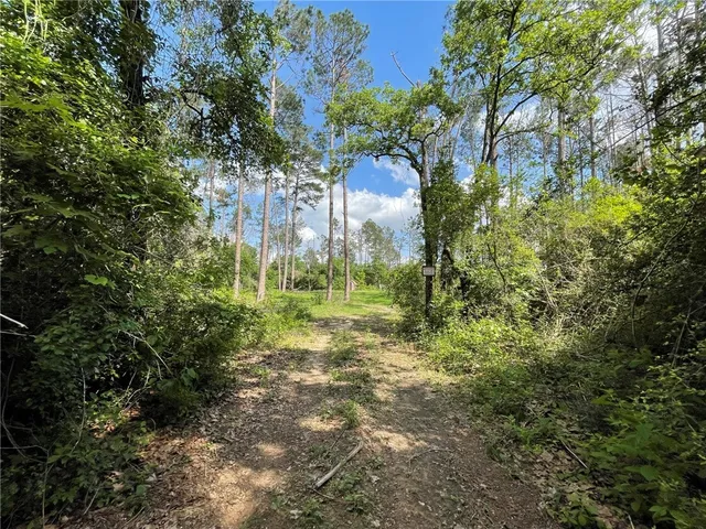 a view of a yard with plants and large trees