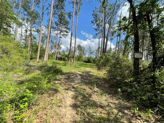 a view of a tree in a yard