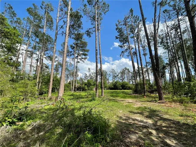 a view of a park with large trees