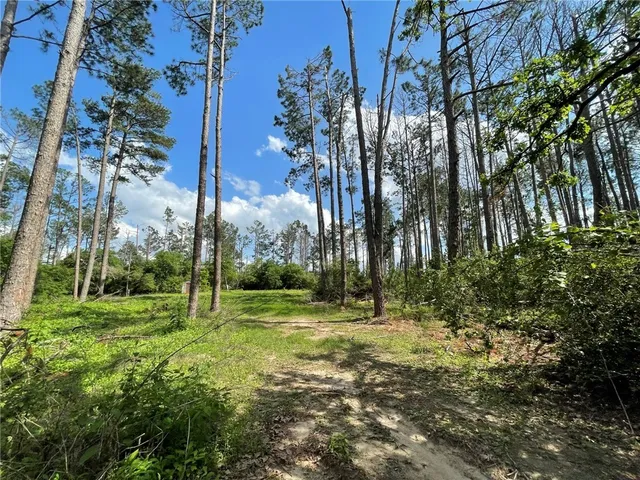 a view of a park with a tree