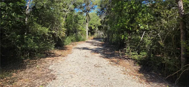 a view of a forest with trees in the background