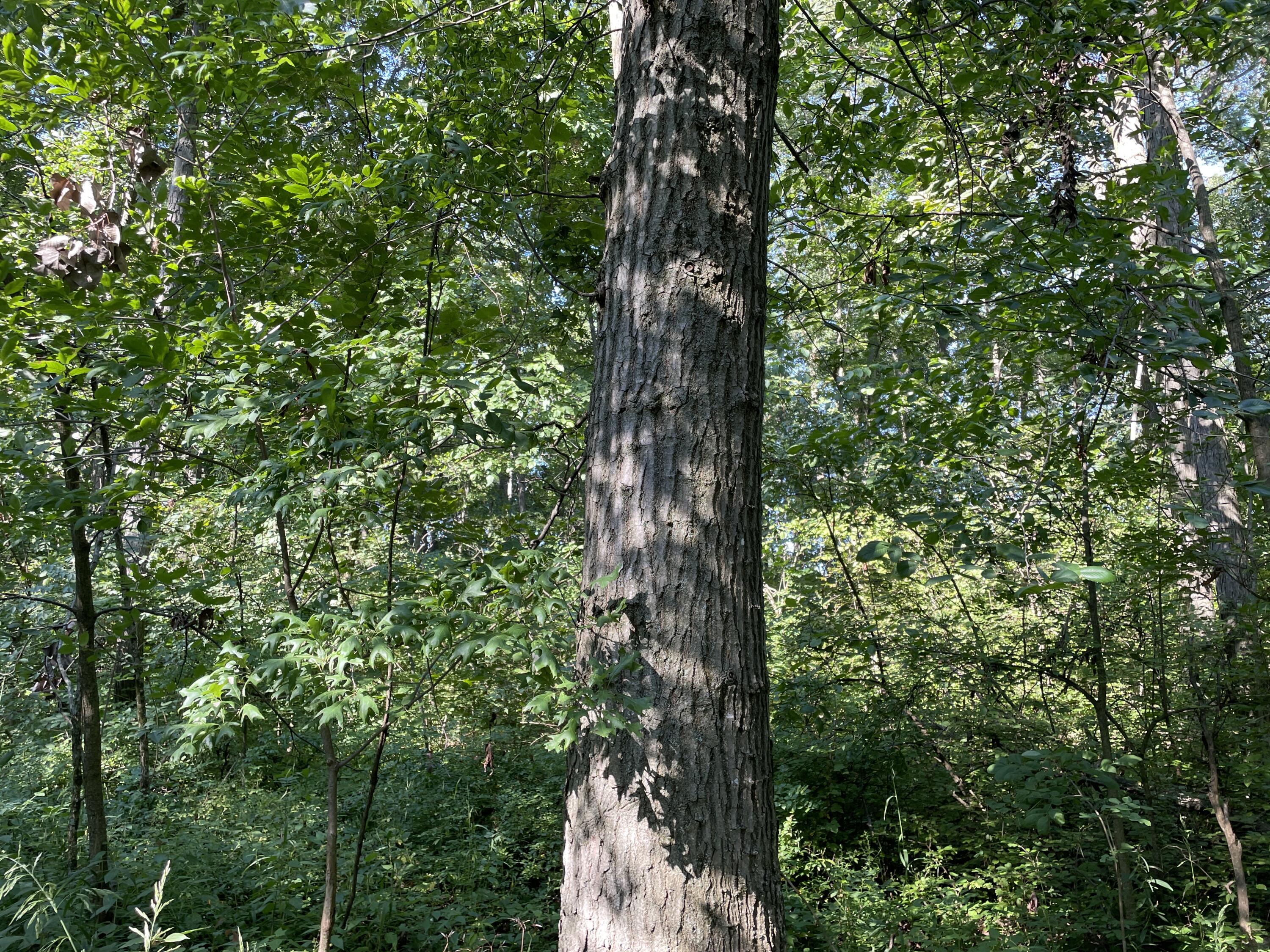 0 Perry Road Cable, OH 43009 - Photo 13 of 28