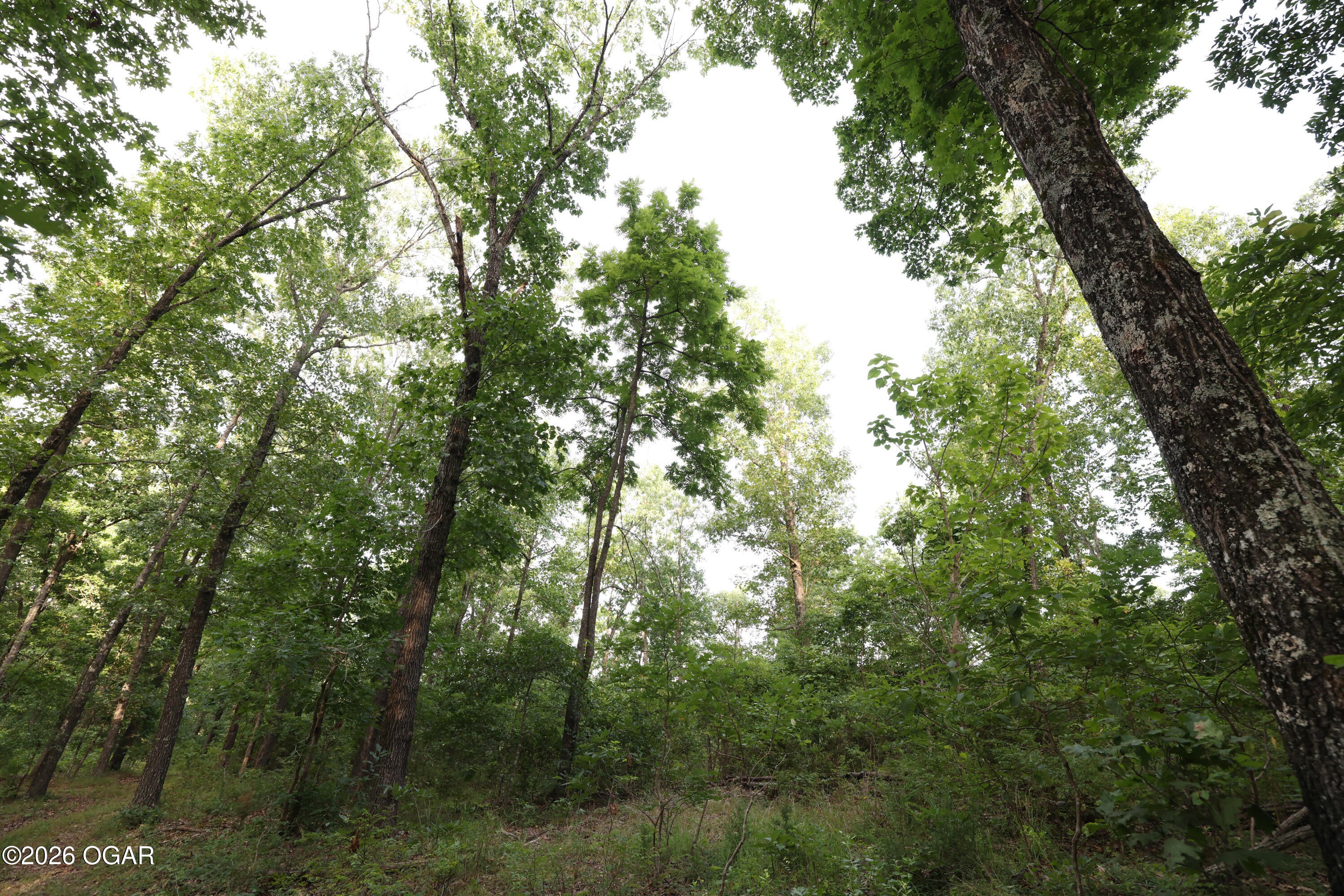 861 Tilden Road Galena, MO 65656 - Photo 23 of 67 Gallery Image 23