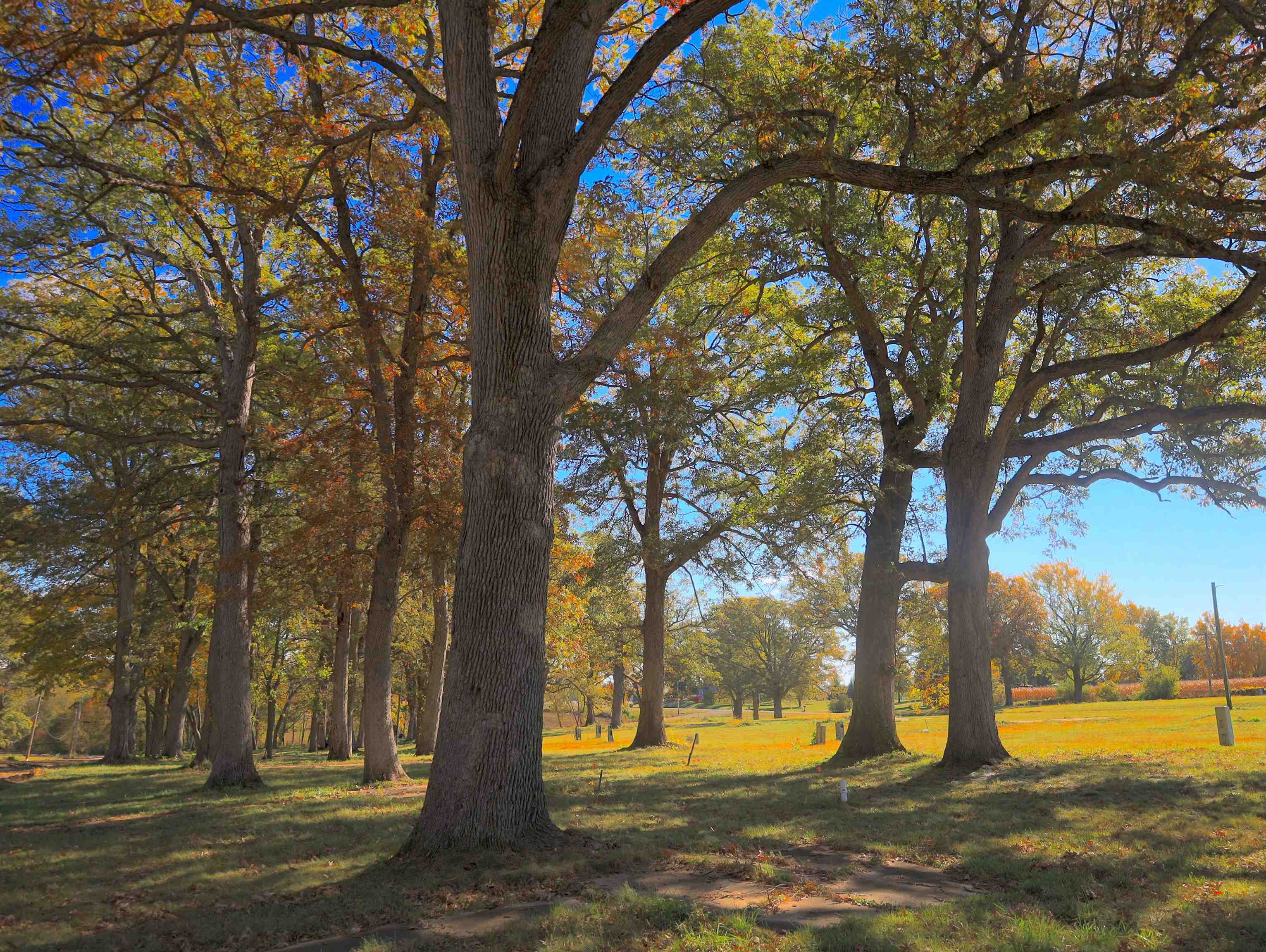 4500 East River Road Ridott, IL 61067 - Photo 16 of 37 a view of outdoor space with trees