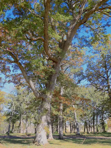 a view of a yard in front of a house