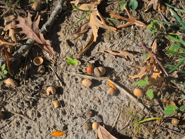 $650,000 | 4500 East River Road, Ridott, IL 61067