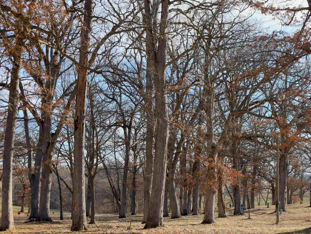 a view of road with trees