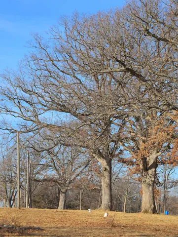 a outdoor space with lots of trees