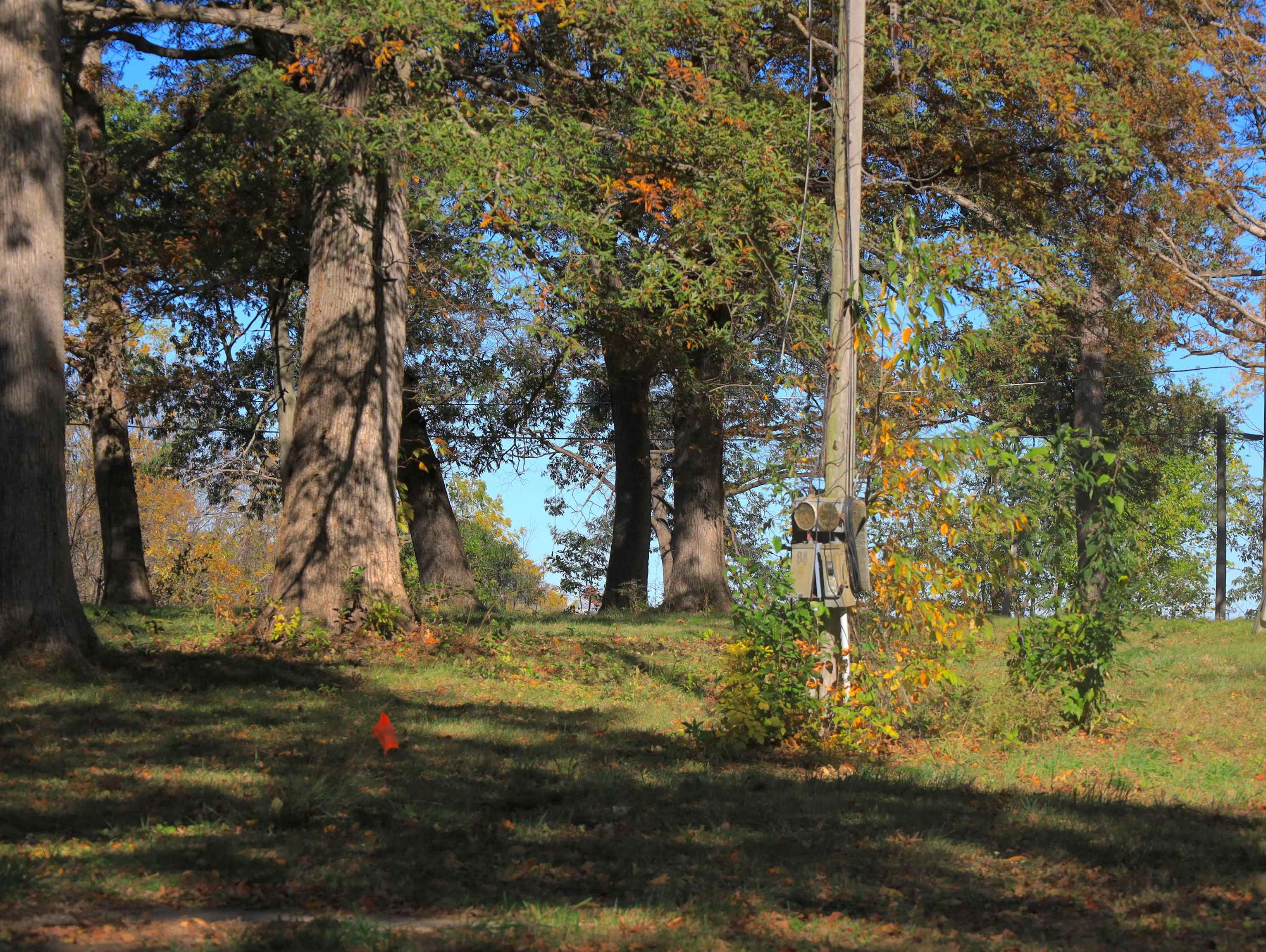 4500 East River Road Ridott, IL 61067 - Photo 29 of 37 a view of a yard with large tree