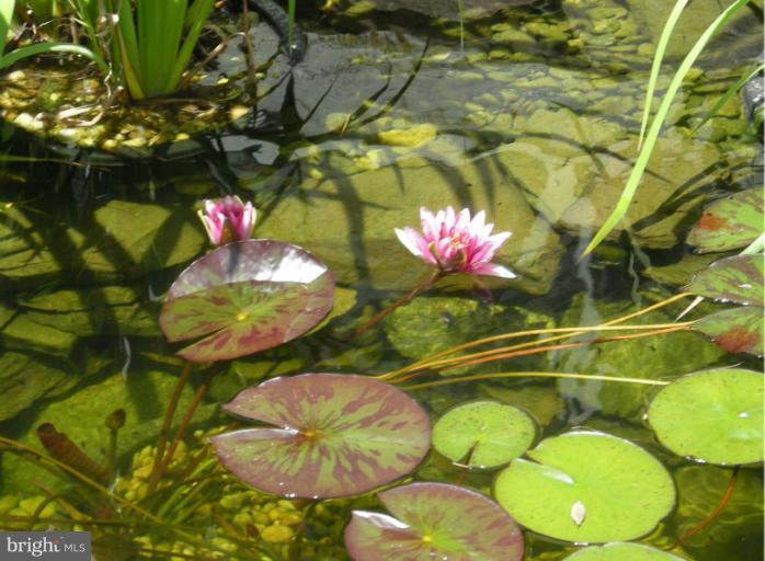 14120 Eternity Road Germantown, MD 20874 - Photo 29 of 29 water lilies in pond