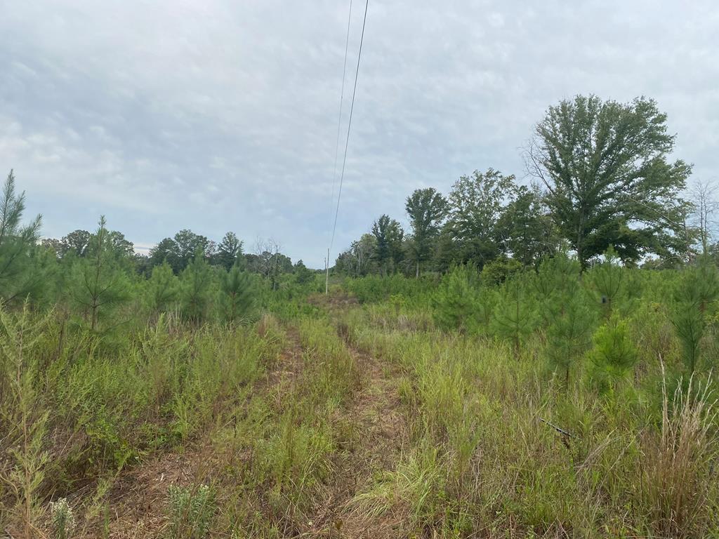 250 Adams Mill Road Clayton, AL 36016 - Photo 45 of 74