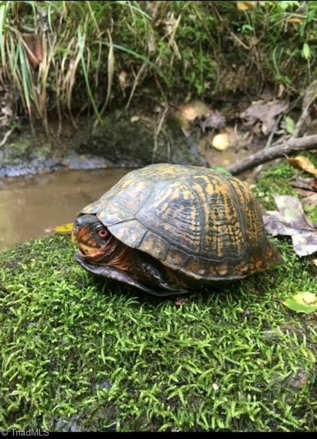0 Sheets Trail Germanton, NC 27019 - Photo 23 of 31