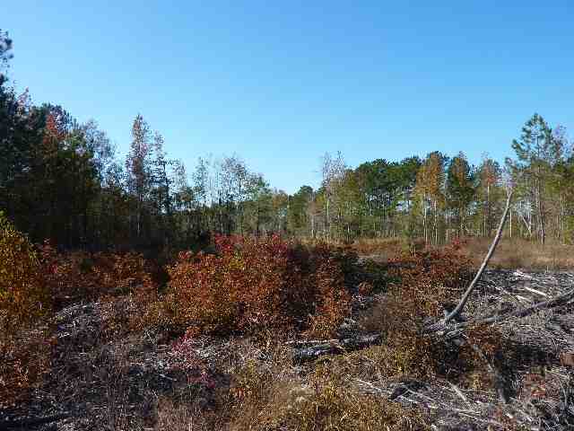 St-johns St John Road Aynor, SC 29511 - Photo 7 of 7 Gallery Image 7