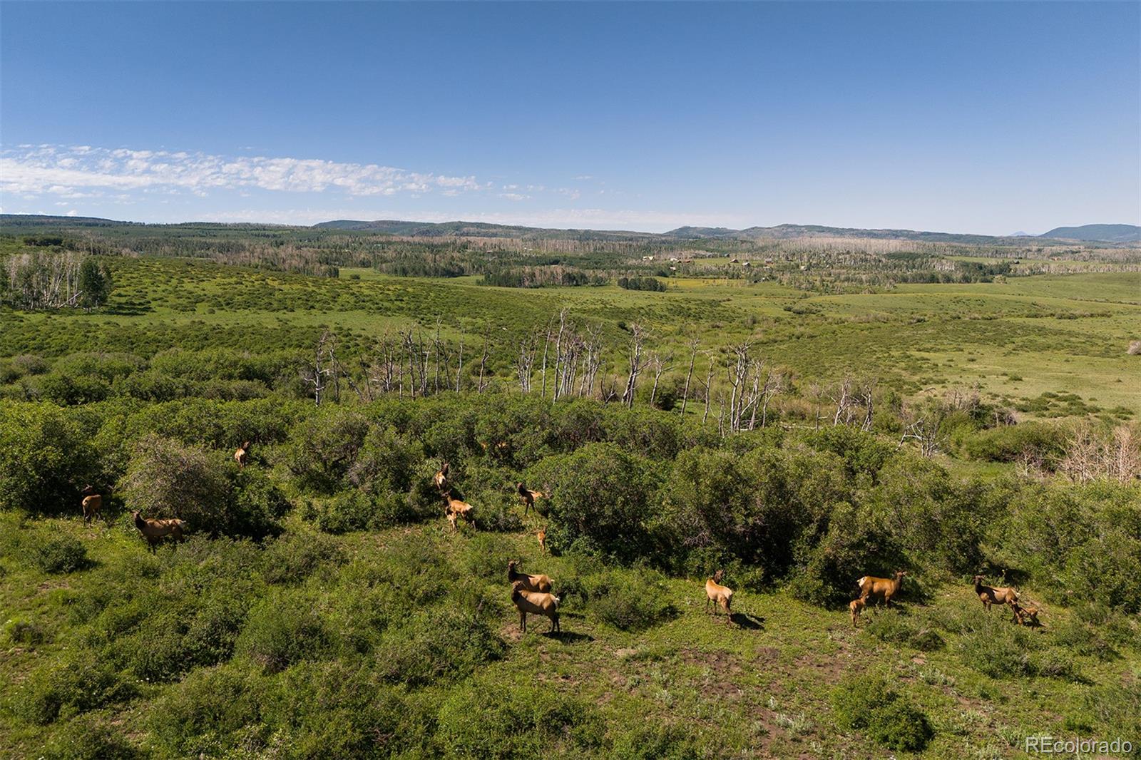 41763 H Road Dolores, CO 81323 - Photo 3 of 32 a view of a lush green forest with lots of trees