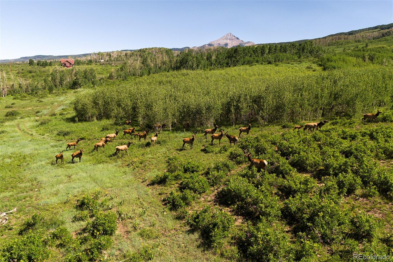 41763 H Road Dolores, CO 81323 - Photo 7 of 32 a view of a lush green forest with trees and houses