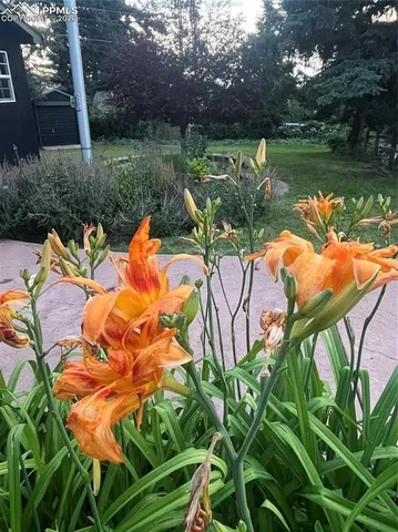 a view of a flower in a garden