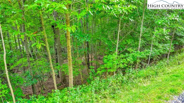 a view of a yard with plants