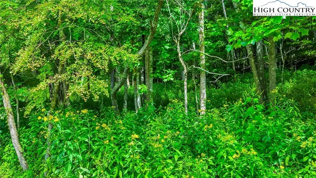 a view of a plant in a garden