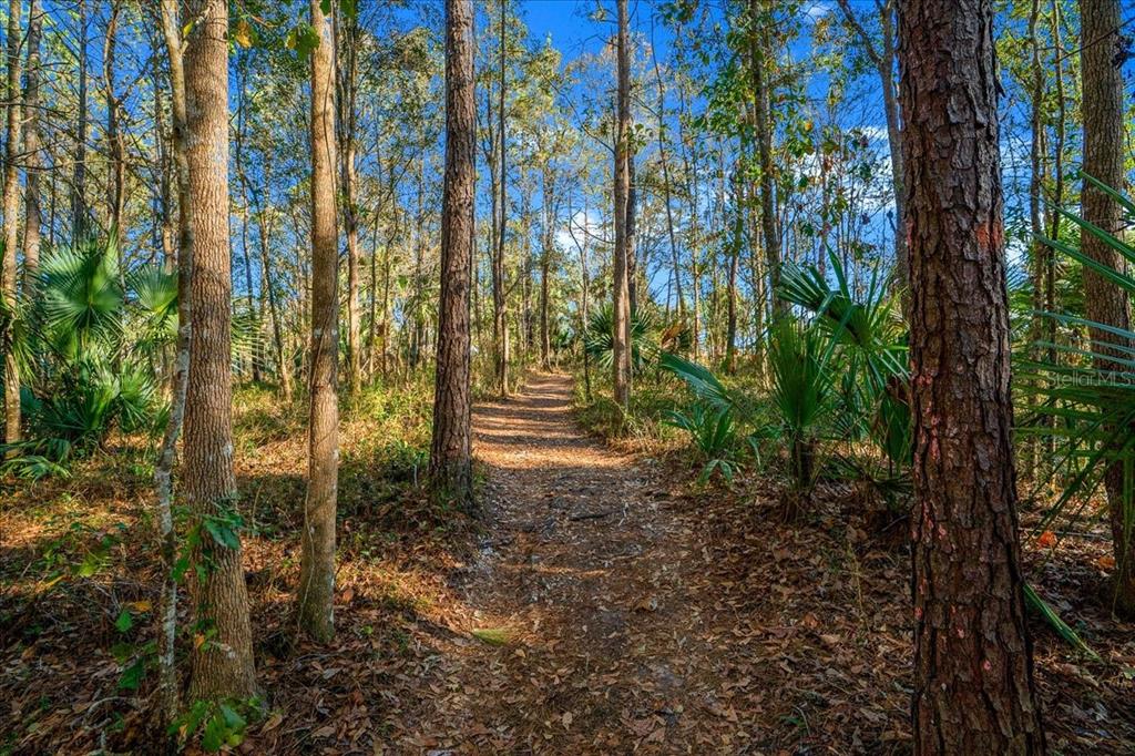 3047 Northeast 102nd Ave Road Silver Springs, FL 34488 - Photo 68 of 87 a view of backyard with outdoor space