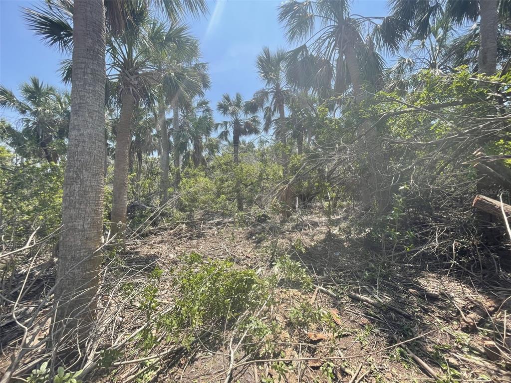 Pointe Way Boca Grande, FL 33921 - Photo 9 of 13 a view of a yard with plants and trees
