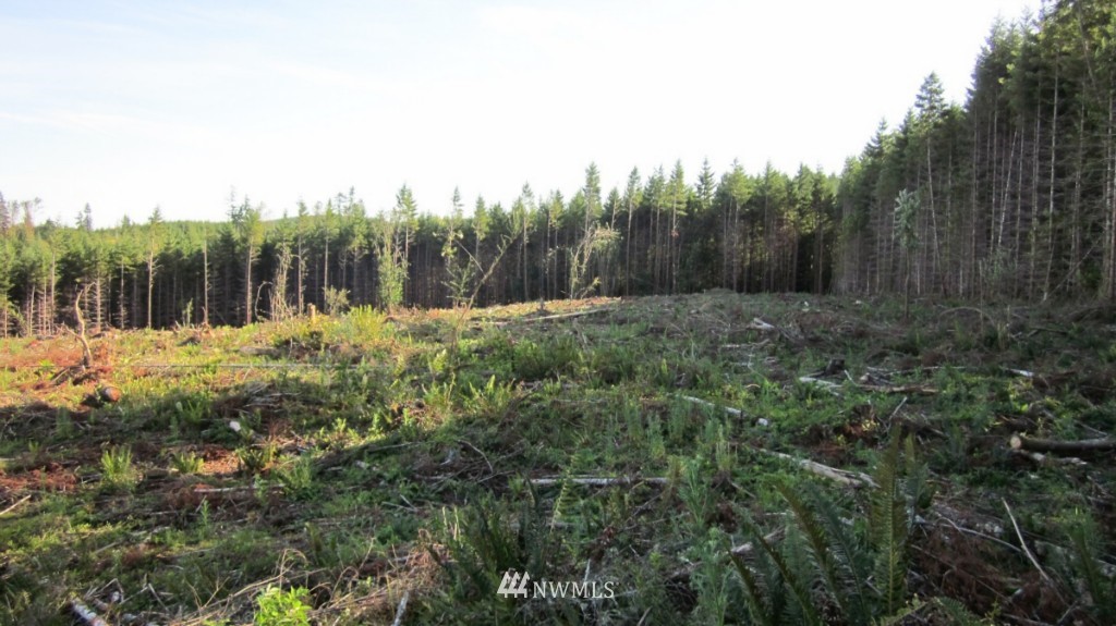 -lot 4 Pleasant Valley Road Adna, WA 98522 - Photo 11 of 24 Gallery Image 11