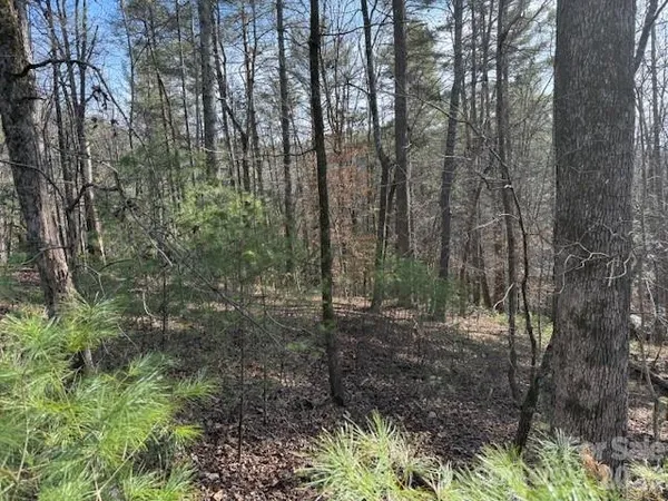 a view of a forest with trees