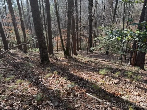 a view of a backyard with trees